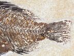 Priscacara & Diplomystus Fossil Fish Plate - x #20821-3